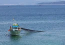 Заради атаките в Черно море: Спад на улова отчитат рибарите